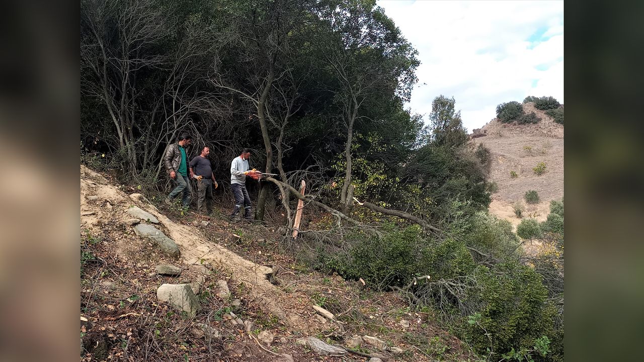 Trees were cut down so archaeologists could properly study the area.
