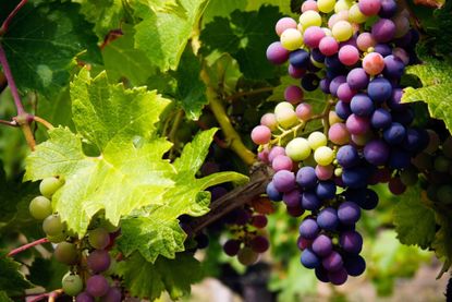 Colorful Grapes On The Vine