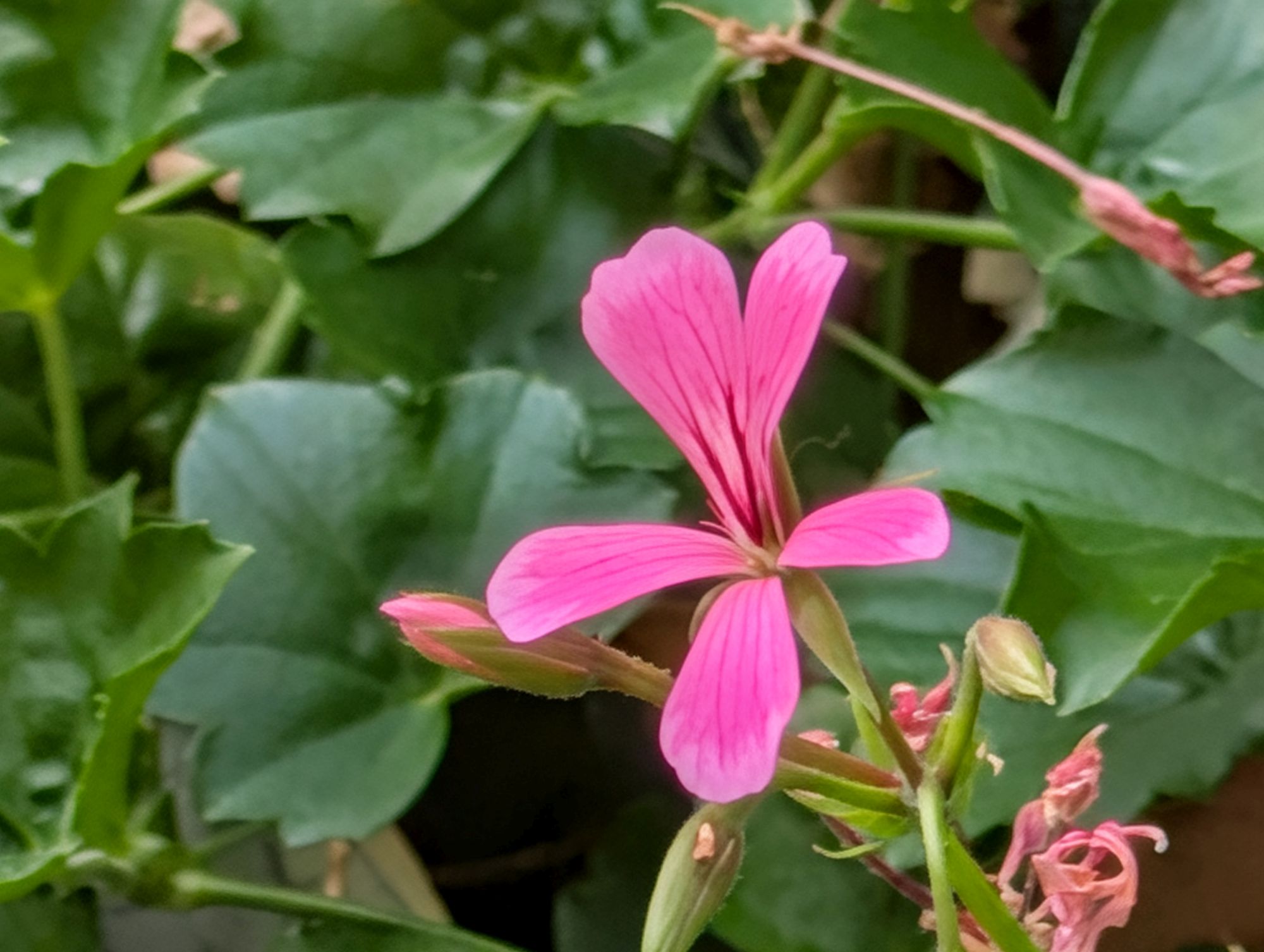 Google Pixel 10 Pro XL zoom sample.