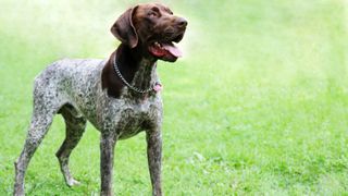 German Shorthaired Pointer