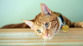 Ginger cat lying on top of shelf