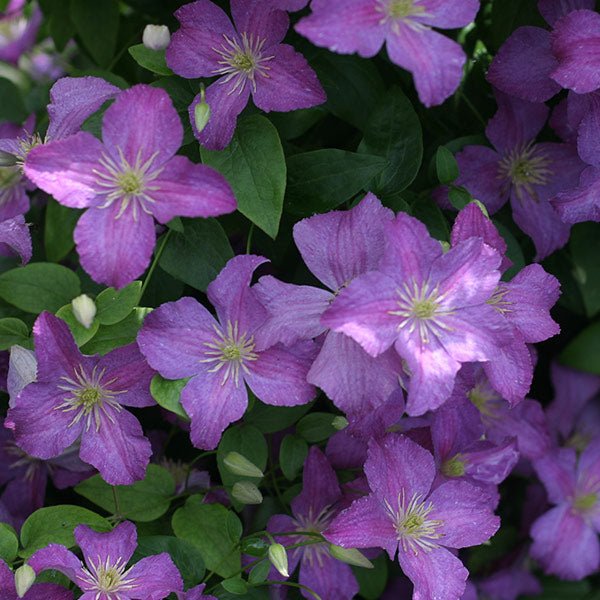 Jolly Good&amp;trade; Clematis