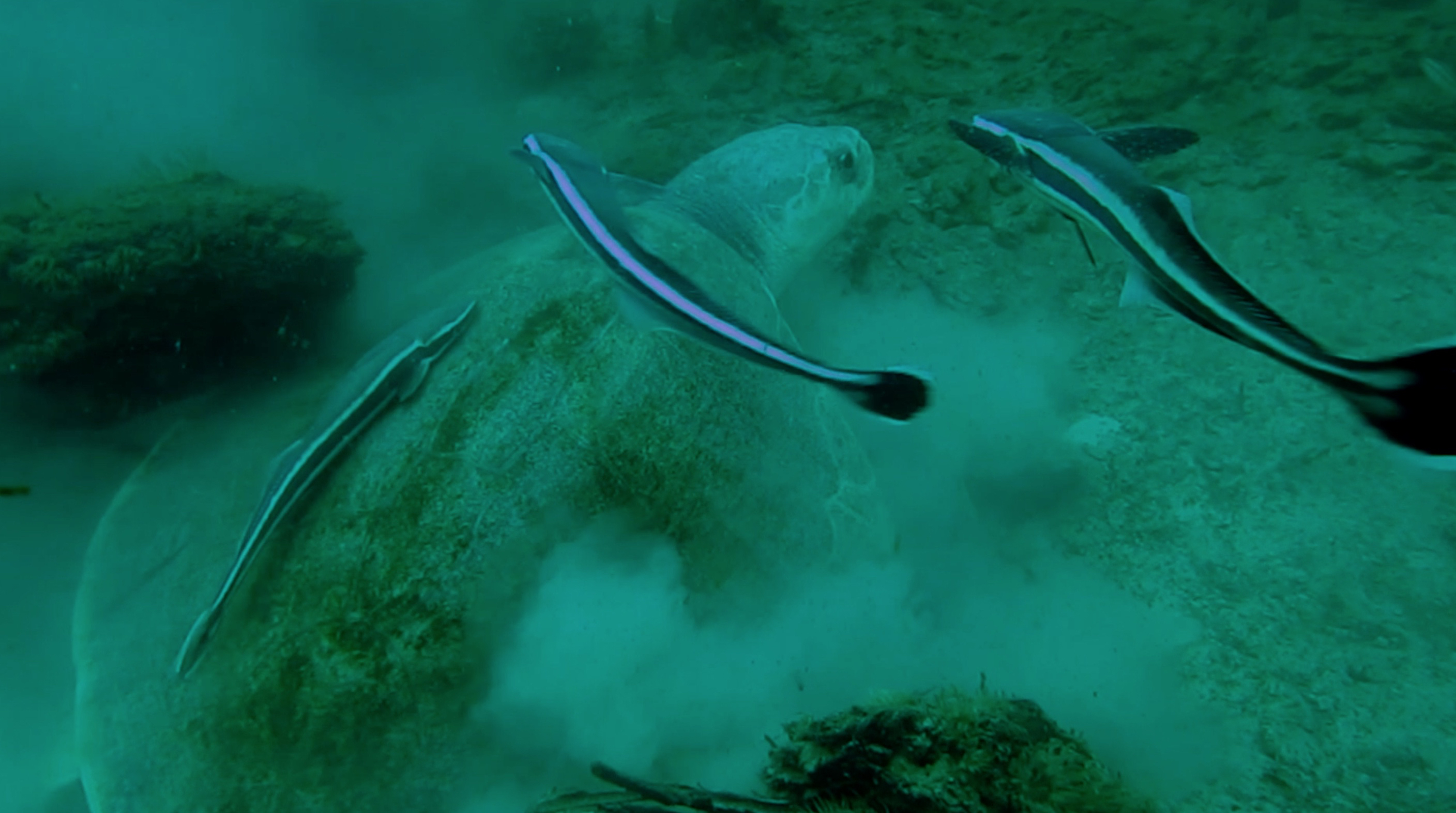 Primeval Underwater Forest