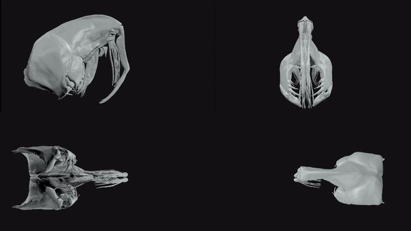Animation shows multiple angles of the opening catching basket of a glassworm, based on micro-CT data and high-speed footage.