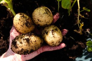 How to plant potatoes