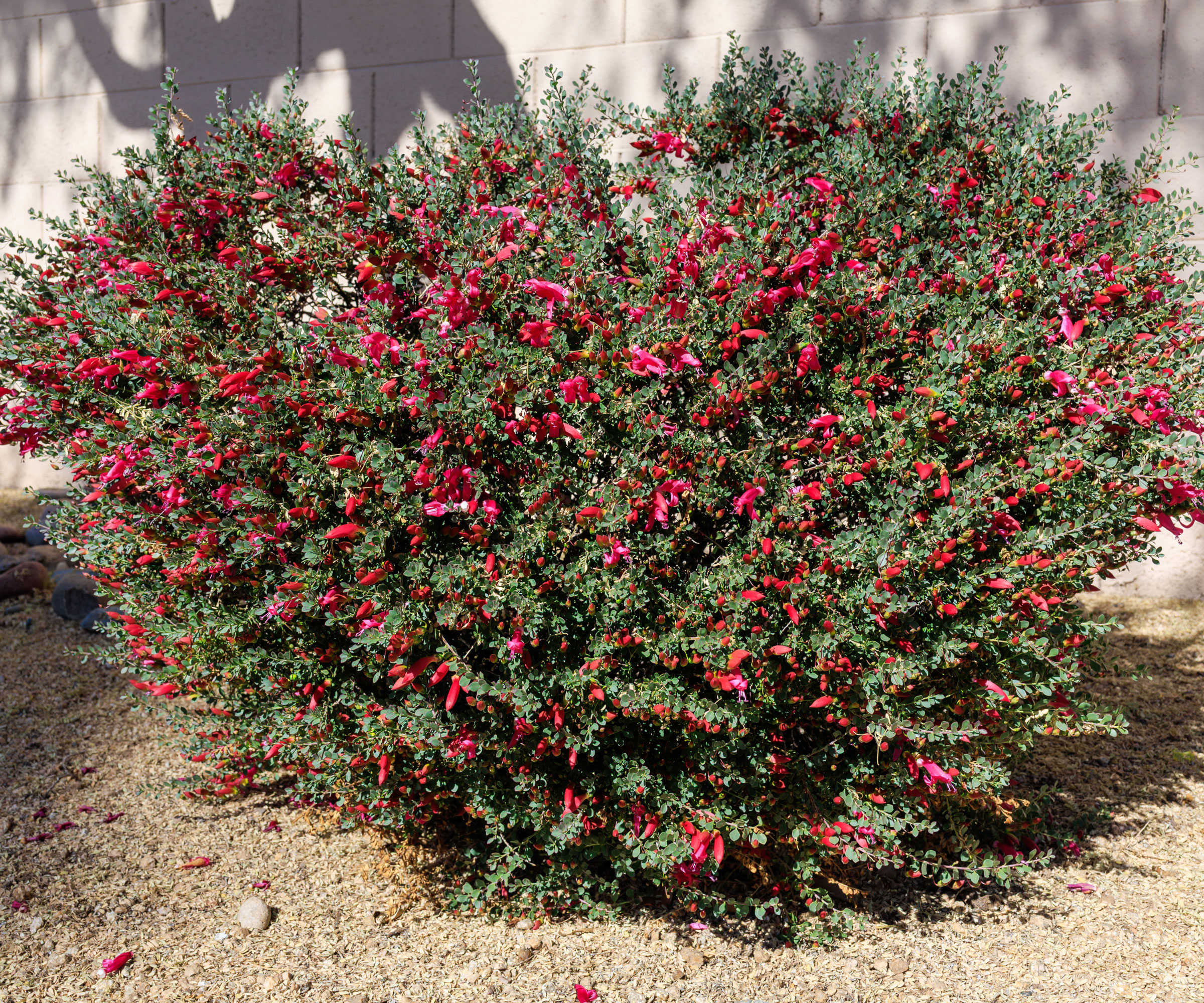 Valentine bush (Eremophila maculata) in gravel garden