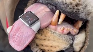 An Apple Watch tracking a lion's heart rate on tongue