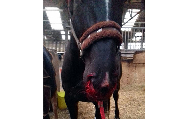 March 1 issue vet pics - guttural pouch mycosis