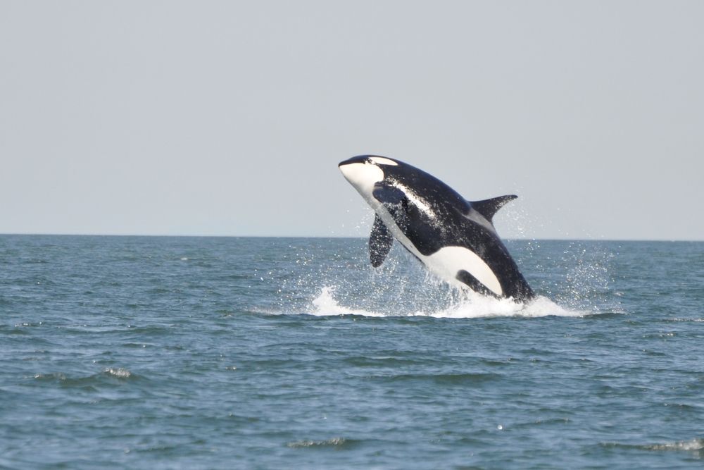 orcas facts about killer whales  live science