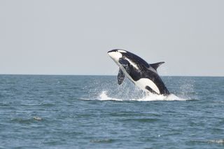 orcas, orca facts, orca whales, killer whales, orca killer whales, orcinus orca, killer whale facts, killer whale pictures