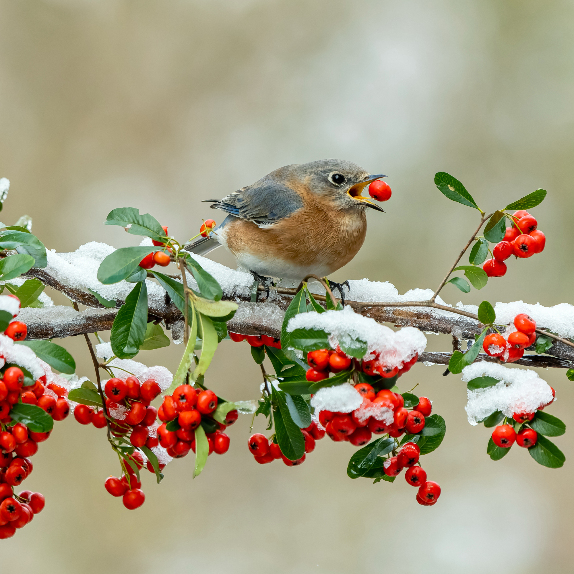 Bluebird Eating Holly Berry