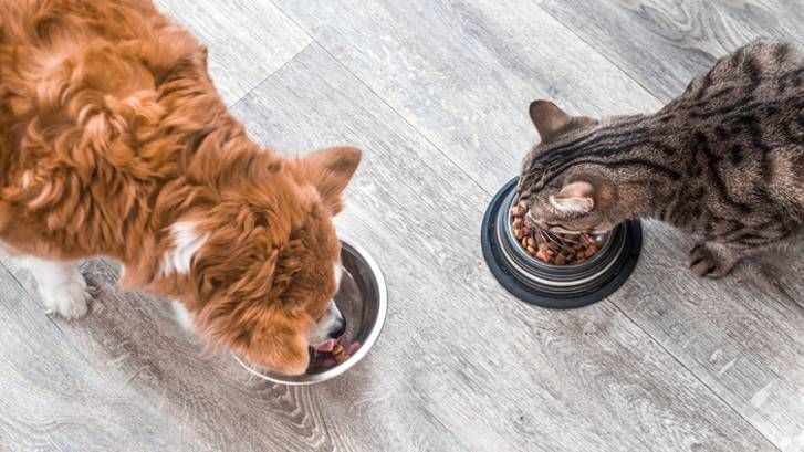 How to stop your dog from eating cat food