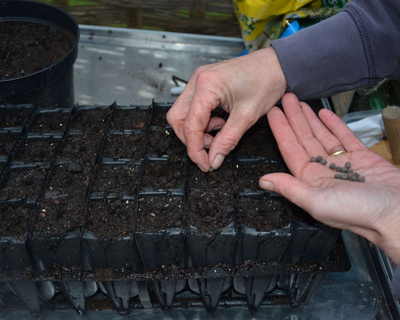 What to plant in December 12 plants to sow and grow Gardeningetc