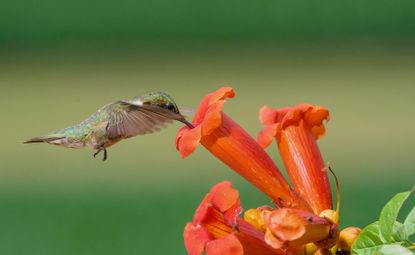 A female Ruby-throated Hummingbird hovering over a Trumpet Flower while sipping nectar.