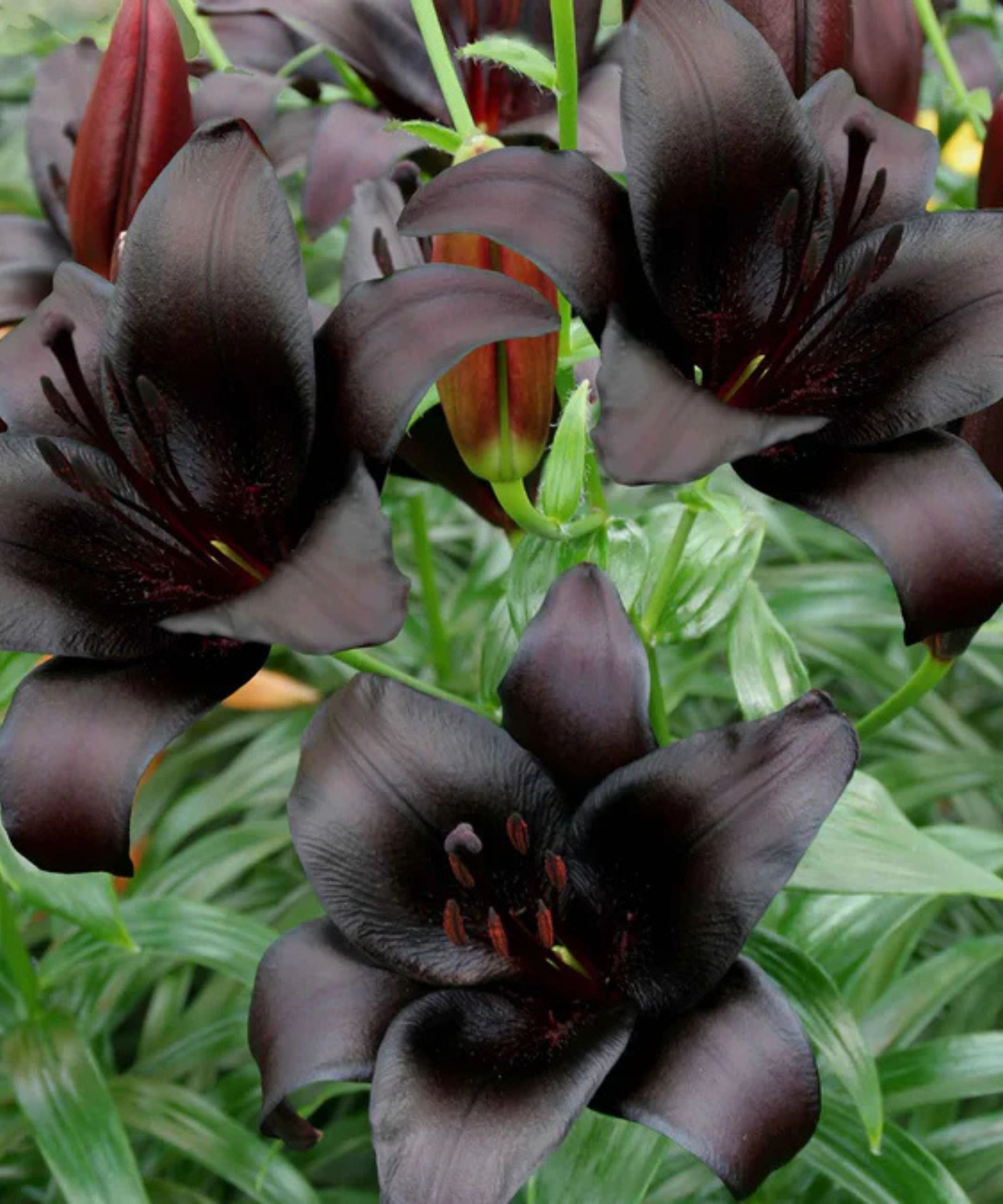 Lilium &#039;Nightrider&#039;