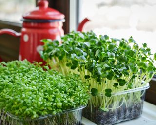Microgreen of garden cress and daikon radish, young plants, in plastic container on windowsill closeup