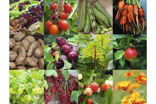 kitchen garden plants