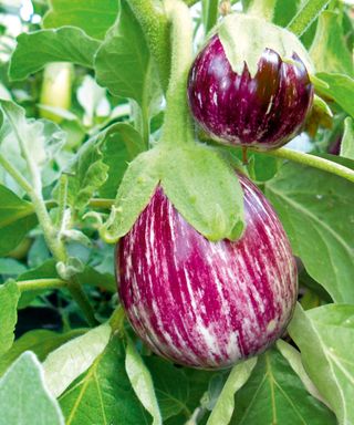 eggplant Pinstripe fruits growing on plant in summer