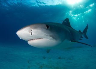 Sharks don't "hunt" humans. And shark bites are almost always cases of mistaken identity.