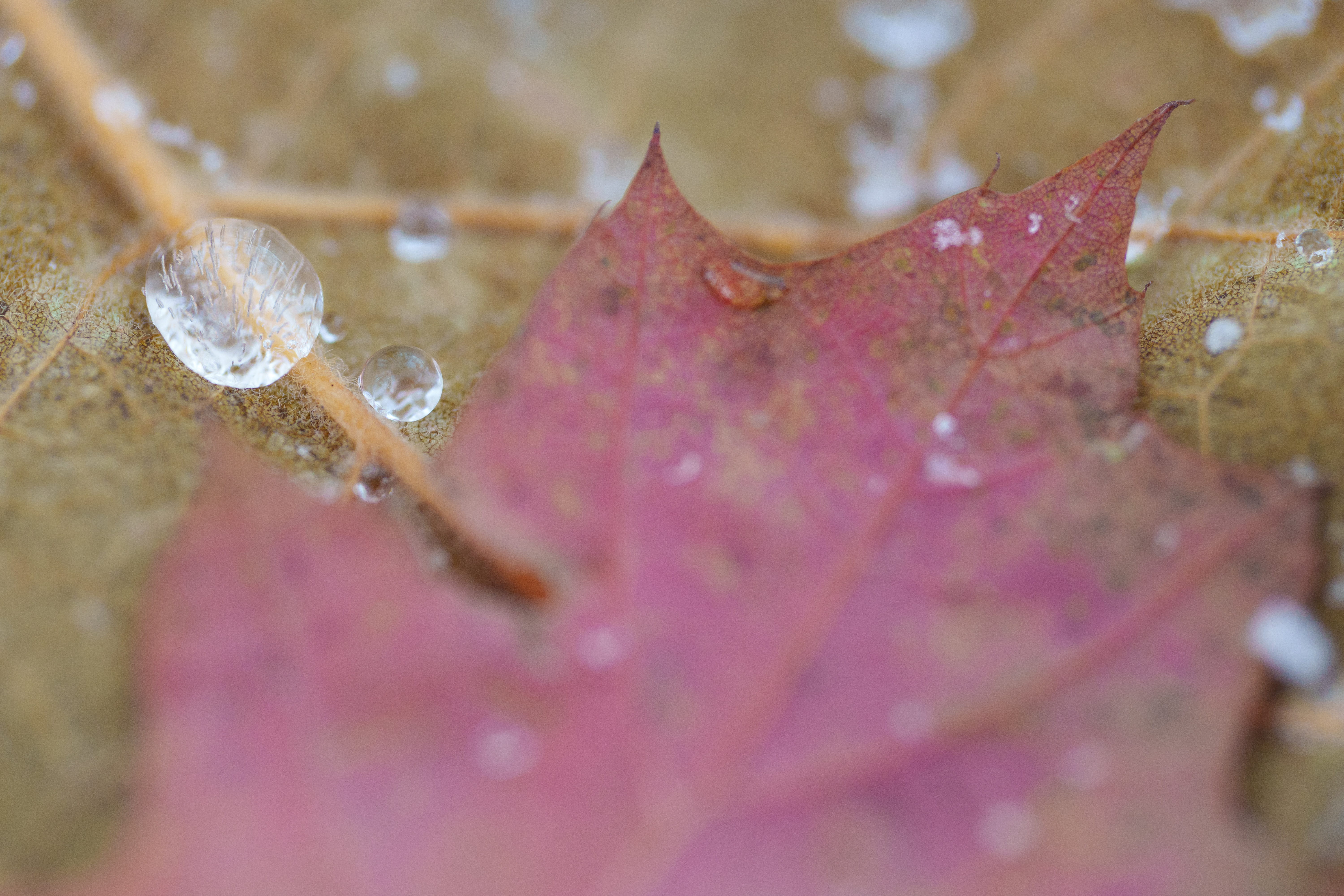 A macro photo of ice on fall leaves shot with the Sony FE 100mm f/2.8 Macro GM OSS