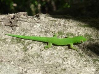 Anjouan Day Gecko (Phelsuma v-nigra anjouanensis), endemic to the island of Anjouan. It also inhabits human-modified habitats.