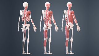 Click to see the full size skeleton detail