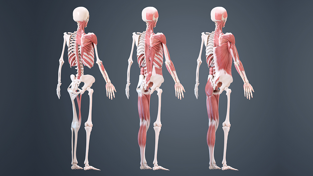 Click to see the full size skeleton detail