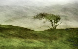 More a painting than a photograph the tree is reshaped by the wind among the dunes of Baltrum, a German barrier island