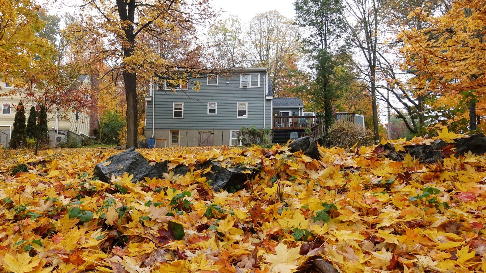 Wide shot a a large backyard and in Massachusetts during the fall with the house in the background -