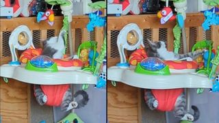 Meep the kitten playing in a baby bouncer