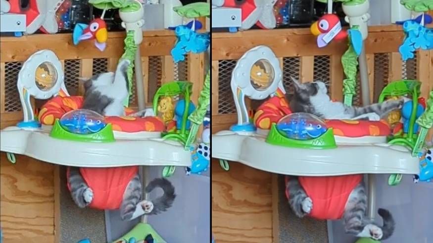 Meep the kitten playing in a baby bouncer