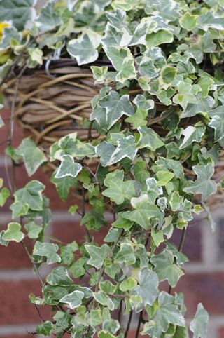 Ivy trailing over the sides of a hanging basket