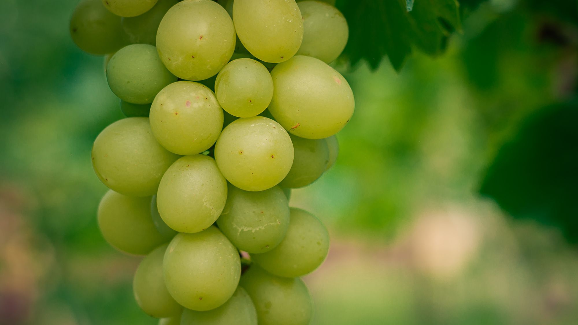 Touring the vineyards of southern Bolivia