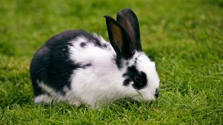 Black and white papillon rabbit