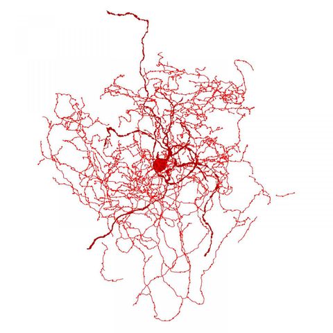 Scientists Find a Strange New Cell in Human Brains: The 'Rosehip Neuron ...