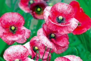 poppy variety