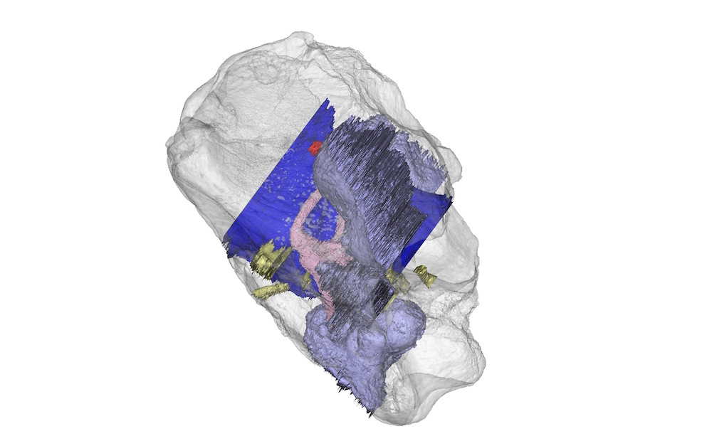 Digital analysis, tyrannosaur relative