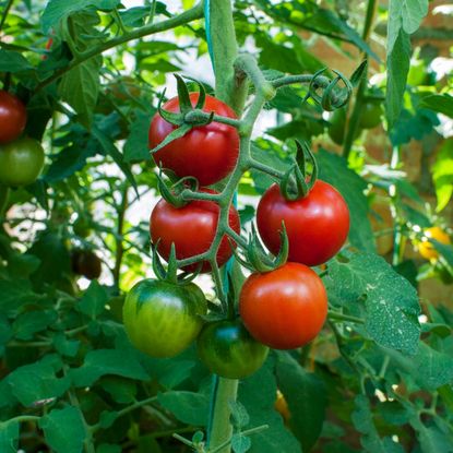 Tomatoes on the vine