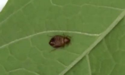 Bedbug trapped on a bean leaf