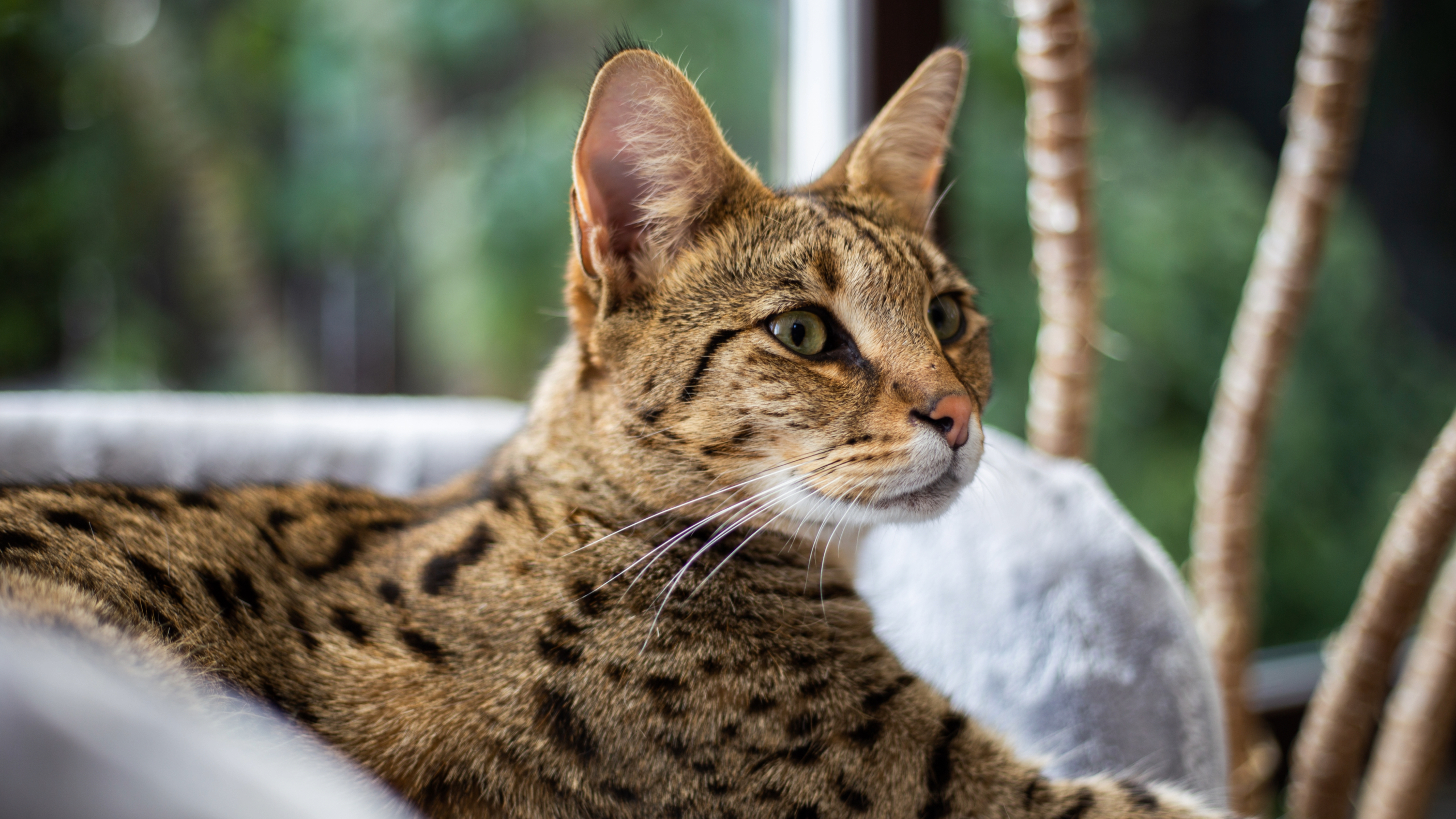 Savannah cat