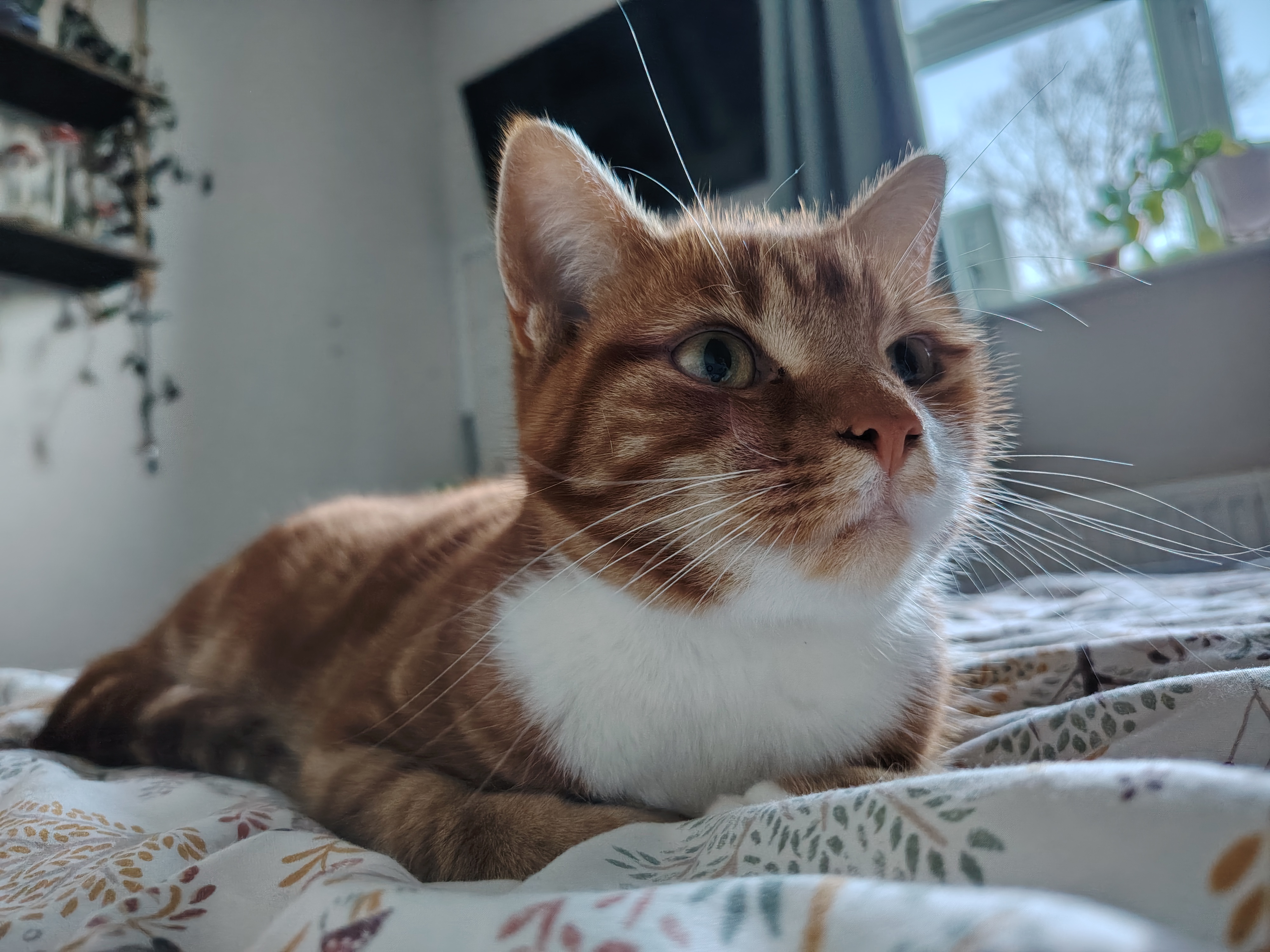 Honor Magic 8 Lite camera samples