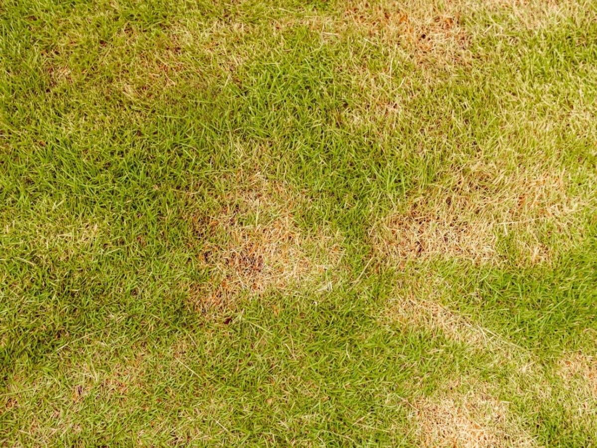 Zoysia Diseases - Tips For Dealing With Zoysia Grass Problems ...