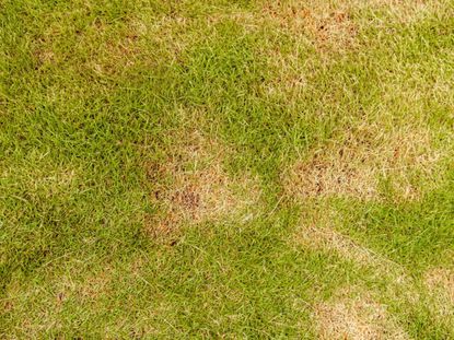 Dead Grass Spots From Zoysia Diseases