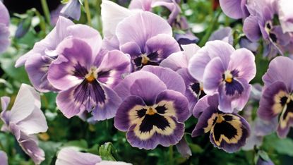 lilac and cream colored winter pansies
