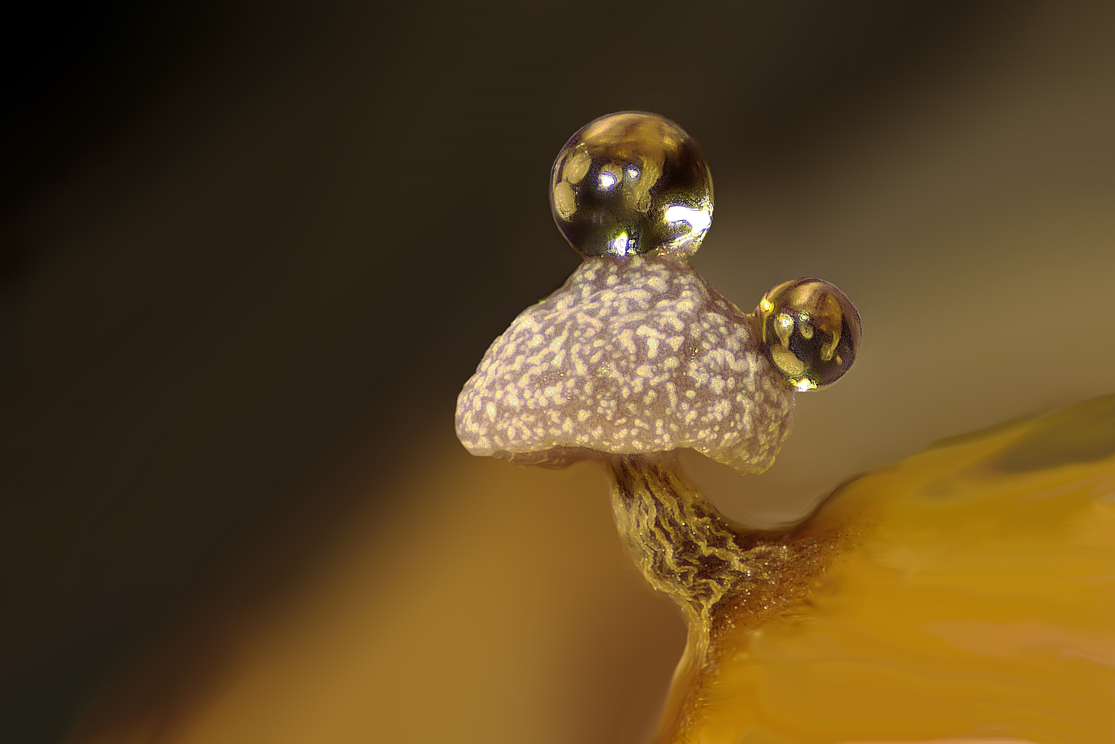 Slime mold on a rotten twig with water droplets