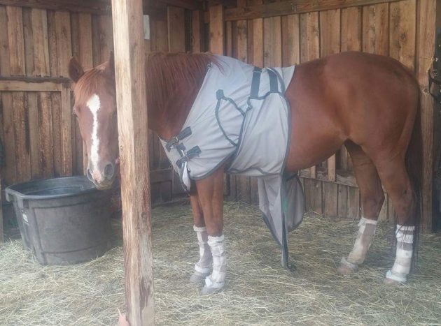 “This is my 14-year-old quarter horse mare, Odessa, who does not like to wear fly gear. Her mask is on the ground, out of view. I don’t know how she manages to consistently get her legs out of the leg loops, but this is a frequent sight in summer. She does, however, love her winter rug and gets grumpy if it is not on her when she thinks it ought to be.”— Cindy Pieropan