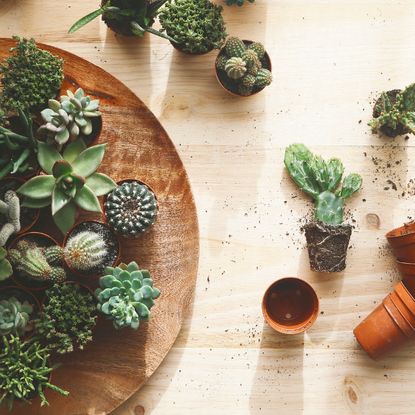 variety of cactus and succulent plants