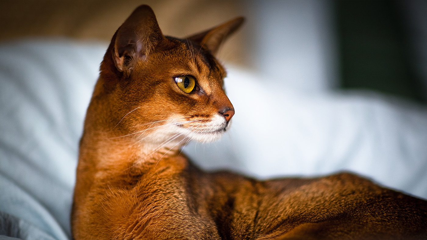 Abyssinian cat looking alert