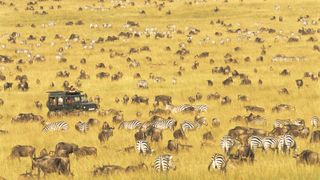 Land Cruiser watching wildebeest and zebras