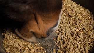 Horse eating from bucket